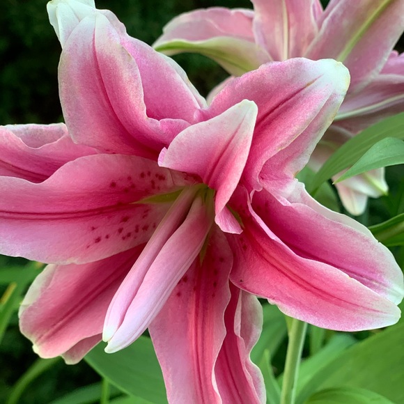 Meet your Posher, Morgan - Picture 1 of 1